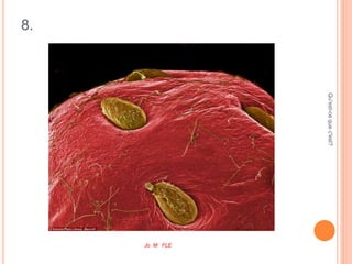 8.
Qu'est-cequec'est?
Jo M FLE
 