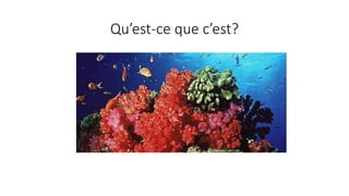 Qu’est-ce que c’est?
 