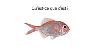 Qu’est-ce que c’est?
 