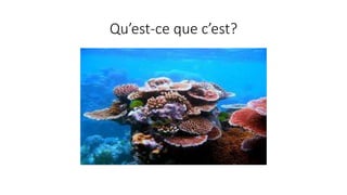 Qu’est-ce que c’est?
 