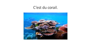 C’est du corail.
 
