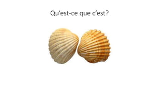 Qu’est-ce que c’est?
 