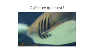 Qu’est-ce que c’est?
 