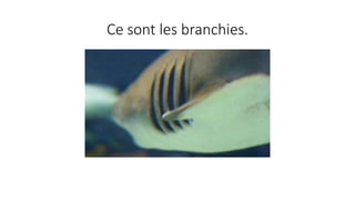 Ce sont les branchies.
 