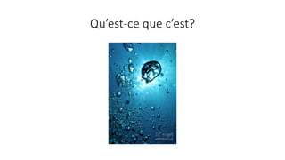 Qu’est-ce que c’est?
 