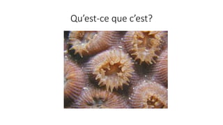 Qu’est-ce que c’est?
 