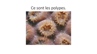 Ce sont les polypes.
 