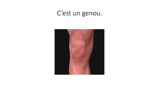 C’est un genou.
 