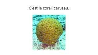C’est le corail cerveau.
 