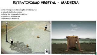 Apresentação elaborada pela Professora FERNANDA BRUM LOPES, disciplina de Geografia
EXTRATIVISMO VEGETAL - MADEIRA
Como consequência dessas ações antrópicas, há:
-a redução da biodiversidade
-redução dos índices pluviométricos
-aumento da temperatura
-intensificação da erosão.
 