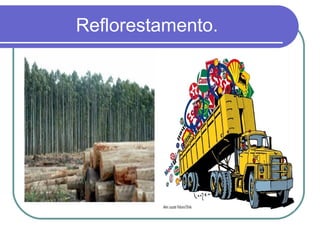 Reflorestamento.
 