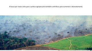 Apresentação elaborada pela Professora FERNANDA BRUM LOPES, disciplina de Geografia
A busca por novos solos para a prática agropecuária também contribuiu para aumentar o desmatamento.
 