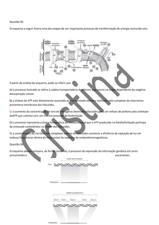 Questão 05
O esquema a seguir ilustra uma das etapas de um importante processo de transformação de energia nomundo vivo.

A partir da análise do esquema, pode-se inferir que
A) o processo ilustrado se refere à cadeia transportadora deelétrons que ocorre na etapa dependente do oxigênio
darespiração celular.
B) a síntese de ATP está diretamente associada ao transportede elétrons realizado pelo complexo de citocromos
presentena membrana dos tilacoides.
C) o aumento da concentração de íons de hidrogênio dentrodos tilacoides gera um refluxo de prótons pela sintetase
doATP que culmina com um intenso processo de fosforilação.
D) o processo representa a etapa fotoquímica da fotossíntese,já que o ATP produzido na fotofosforilação participa
da síntesede carboidratos no lúmen dos tilacoides.
E) a concentração de clorofila nos complexos antena dostilacoides aumenta a eficiência de captação de luz em
todasas frequências dentro da faixa visível do espectro de ondaseletromagnéticas.
Questão 06
O esquema abaixo compara, de forma resumida, o processo de expressão da informação genética em seres
procariontes e
eucariontes.

 