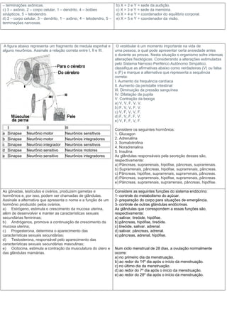 – terminações axônicas.                                               b) X = 2 e Y = sede da audição.
c) 3 – axônio, 2 – corpo celular, 1 – dendrito, 4 – botões            c) X = 3 e Y = sede da memória.
sinápticos, 5 – telodendro.                                           d) X = 4 e Y = coordenador do equilíbrio corporal.
d) 2 – corpo celular, 3 – dendrito, 1 – axônio, 4 – telodendro, 5 –   e) X = 5 e Y = coordenador da visão.
terminações nervosas.




 A figura abaixo representa um fragmento de medula espinhal e          O vestibular é um momento importante na vida de
alguns neurônios. Assinale a relação correta entre I, II e III.       uma pessoa, a qual pode apresentar certa ansiedade antes
                                                                      e durante as provas. Nesta situação o organismo sofre intensas
                                                                      alterações fisiológicas. Considerando a alterações estimuladas
                                                                      pelo Sistema Nervoso Periférico Autônomo Simpático,
                                                                      classifique as afirmativas abaixo como verdadeiras (V) ou falsa
                                                                      s (F) e marque a alternativa que representa a sequência
                                                                      correta:
                                                                      I. Aumento da frequência cardíaca
                                                                      II. Aumento da peristalte intestinal
                                                                      III. Diminuição da pressão sanguínea
                                                                      IV. Dilatação da pupila
                                                                      V. Contração da bexiga
                                                                      a) V, V, F, V, V.
                                                                      b) F, V, V, F, V.
                                                                      c) V, F, V, V, F.
                                                                      d) F, V, F, F, V.
                                                                      e) V, F, F, V, F.
    I         II                      III                             Considere os seguintes hormônios:
a   Sinapse   Neurônio motor          Neurônios sensitivos            1. Glucagon
b   Sinapse   Neurônio motor          Neurônios integradores          2. Adrenalina
                                                                      3. Somatotrofina
c   Sinapse   Neurônio integrador     Neurônios sensitivos
                                                                      4. Noradrenalina
d   Sinapse   Neurônio sensitivo      Neurônios motores               5. Insulina
e   Sinapse   Neurônio sensitivo      Neurônios integradores          As glândulas responsáveis pela secreção desses são,
                                                                      respectivamente:
                                                                      a) Pâncreas, suprarrenais, hipófise, pâncreas, suprarrenais.
                                                                      b) Suprarrenais, pâncreas, hipófise, suprarrenais, pâncreas.
                                                                      c) Pâncreas, hipófise, suprarrenais, suprarrenais, pâncreas.
                                                                      d) Pâncreas, suprarrenais, hipófise, suprarrenais, pâncreas.
                                                                      e) Pâncreas, suprarrenais, suprarrenais, pâncreas, hipófise.

As gônadas, testículos e ovários, produzem gametas e                  Considere as seguintes funções do sistema endócrino:
hormônios e, por isso, podem ser chamadas de glândulas.               1- controle do metabolismo do açúcar.
Assinale a alternativa que apresenta o nome e a função de um          2- preparação do corpo para situações de emergência.
hormônio produzido pelos ovários.                                     3- controle de outras glândulas endócrinas.
a) Estrógeno, estimula o crescimento da mucosa uterina,               As glândulas que correspondem a essas funções são,
além de desenvolver e manter as características sexuais               respectivamente:
secundárias femininas;                                                a) salivar, tireóide, hipófise.
b) Andrógenos, promove a continuação de crescimento da                b) pâncreas, hipófise, tireóide.
mucosa uterina;                                                       c) tireóide, salivar, adrenal.
c) Progesterona, determina o aparecimento das                         d) salivar, pâncreas, adrenal.
características sexuais secundárias;                                  e) pâncreas, adrenal, hipófise.
d) Testosterona, responsável pelo aparecimento das
características sexuais secundárias masculinas;
e) Ocitocina, estimula a contração da musculatura do útero e          Num ciclo menstrual de 28 dias, a ovulação normalmente
das glândulas mamárias.                                               ocorre:
                                                                      a) no primeiro dia da menstruação.
                                                                      b) ao redor do 14º dia após o início da menstruação.
                                                                      c) no último dia da menstruação.
                                                                      d) ao redor do 7º dia após o início da menstruação.
                                                                      e) ao redor do 28º dia após o início da menstruação.
 