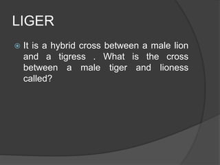 LIGER
 It is a hybrid cross between a male lion
and a tigress . What is the cross
between a male tiger and lioness
called?
 