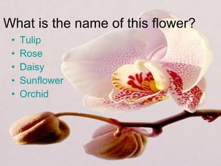 What is the name of this flower? Tulip Rose Daisy Sunflower Orchid 