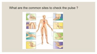 What are the common sites to check the pulse ?
 