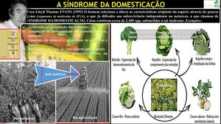 A SÍNDROME DA DOMESTICAÇÃO
Para Lloyd Thomas EVANS (1993) O homem seleciona e altera as características originais da espécie através de poucos
genes (segmentos de moléculas de DNA), o que já dificulta sua sobrevivência independente na natureza, o que chamou de
SÍNDROME DA DOMESTICAÇÃO. Citou existirem cerca de 2.489 spp. submetidas à tal síndrome. Exemplos:
Melancia
ORIGEM
Nenhuma destas “novas espécies” existe na
natureza, sem que seja pelas mãos humanas!
Banana
a) Aceleração na germinação das sementes;
b) Ampliação da uniformidade das estruturas, cores,
sabores;
c) Aumento do número e gigantismo de sementes e
frutos;
d) Diminuição no ciclo de vida (perene para anual);
e) Exclusão de compostos químicos tóxicos ou
amargos;
f) Eliminação de estruturas de defesa da planta (ex:
espinhos).
Banana
BASE GENÉTICA ESTREITA
Na natureza Na agricultura
A
M
P
L
A
 