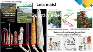 “O mundo da Fundag”
Leia mais!
Euchlaena mexicana Schrader
(Teosinto)
Zea mays L.
(Milho)
Citros
Você concorda ou discorda do que lhe foi
apresentado?
Morango
Abacaxi
Questione-se!
MUDANÇAS MORFOLÓGICAS
O FUTURO DA PESQUISA EM DOMESTICAÇÃO
GENÉTICA POPULACIONAL
EPIGENÉTICA
EDIÇÃO GENÉTICA
 