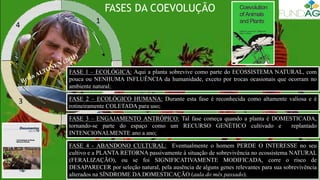 FASES DA COEVOLUÇÃO
1
2
3
4
FASE 1 – ECOLÓGICA: Aqui a planta sobrevive como parte do ECOSSISTEMA NATURAL, com
pouca ou NENHUMA INFLUÊNCIA da humanidade, exceto por trocas ocasionais que ocorram no
ambiente natural;
FASE 3 – ENGAJAMENTO ANTRÓPICO: Tal fase começa quando a planta é DOMESTICADA,
tornando-se parte do espaço como um RECURSO GENÉTICO cultivado e replantado
INTENCIONALMENTE ano a ano;
FASE 4 - ABANDONO CULTURAL: Eventualmente o homem PERDE O INTERESSE no seu
cultivo e a PLANTA RETORNA passivamente à situação de sobrevivência no ecossistema NATURAL
(FERALIZAÇÃO), ou se foi SIGNIFICATIVAMENTE MODIFICADA, corre o risco de
DESAPARECER por seleção natural, pela ausência de alguns genes relevantes para sua sobrevivência
alterados na SÍNDROME DA DOMESTICAÇÃO (aula do mês passado).
FASE 2 – ECOLÓGICO HUMANA: Durante esta fase é reconhecida como altamente valiosa e é
rotineiramente COLETADA para uso;
 