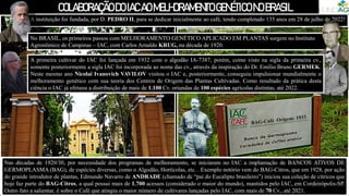 COLABORAÇÃODOIACAOMELHORAMENTOGENÉTICONOBRASIL
A instituição foi fundada, por D. PEDRO II, para se dedicar inicialmente ao café, tendo completado 135 anos em 28 de julho de 2022!
Nas décadas de 1920/30, por necessidade dos programas de melhoramento, se iniciaram no IAC a implantação de BANCOS ATIVOS DE
GERMOPLASMA (BAG), de espécies diversas, como o Algodão, Hortícolas, etc. . Exemplo notório vem do BAG-Citros, que em 1928, por ação
do grande introdutor de plantas, Edmundo Navarro de ANDRADE (chamado de “pai do Eucalipto brasileiro”) iniciou sua coleção de cítricos que
hoje faz parte do BAG-Citros, a qual possui mais de 1.700 acessos (considerado o maior do mundo), mantidos pelo IAC, em Cordeirópolis-SP.
Outro fato a salientar, é sobre o Café que atingiu o maior número de cultivares lançadas pelo IAC, com mais de 70 Cv., até 2021.
No BRASIL, os primeiros passos com MELHORAMENTO GENÉTICO APLICADO EM PLANTAS surgem no Instituto
Agronômico de Campinas – IAC, com Carlos Arnaldo KRUG, na década de 1920.
A primeira cultivar do IAC foi lançada em 1932 com o algodão IA-7387, porém, como visto na sigla da primeira cv.,
somente posteriormente a sigla IAC foi incorporada ao nome das cv., através da inspiração do Dr. Emílio Bruno GERMEK.
Neste mesmo ano Nicolai Ivanovich VAVILOV visitou o IAC e, posteriormente, conseguiu impulsionar mundialmente o
melhoramento genético com sua teoria dos Centros de Origem das Plantas Cultivadas. Como resultado da prática desta
ciência o IAC já efetuou a distribuição de mais de 1.100 Cv. oriundas de 100 espécies agrícolas distintas, até 2022.
 