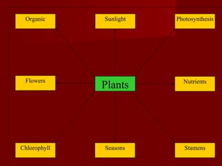 Plants Photosynthesis Sunlight Organic Stamens Nutrients Seasons Chlorophyll Flowers 