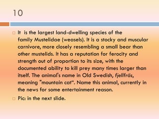 10
 It is the largest land-dwelling species of the
family Mustelidae (weasels). It is a stocky and muscular
carnivore, more closely resembling a small bear than
other mustelids. It has a reputation for ferocity and
strength out of proportion to its size, with the
documented ability to kill prey many times larger than
itself. The animal's name in Old Swedish, fjellfräs,
meaning "mountain cat“. Name this animal, currently in
the news for some entertainment reason.
 Pic: in the next slide.
 