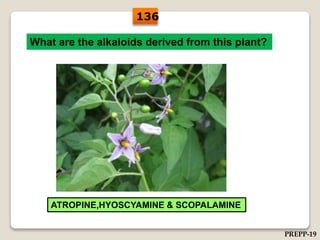 What are the alkaloids derived from this plant?
ATROPINE,HYOSCYAMINE & SCOPALAMINE
136
PREPP-19
 