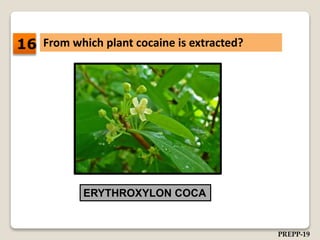 From which plant cocaine is extracted?
ERYTHROXYLON COCA
16
PREPP-19
 