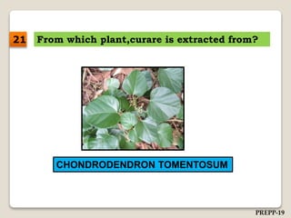 From which plant,curare is extracted from?
CHONDRODENDRON TOMENTOSUM
21
PREPP-19
 