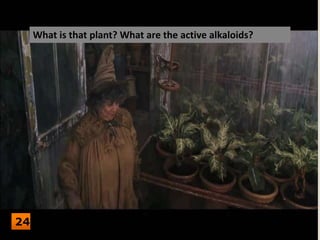 What is that plant? What are the active alkaloids?
24
 