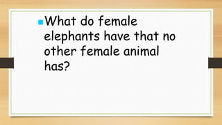 What do female
elephants have that no
other female animal
has?
 