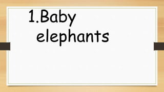 1.Baby
elephants
 