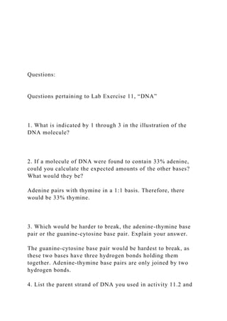 Questions:
Questions pertaining to Lab Exercise 11, “DNA”
1. What is indicated by 1 through 3 in the illustration of the
DNA molecule?
2. If a molecule of DNA were found to contain 33% adenine,
could you calculate the expected amounts of the other bases?
What would they be?
Adenine pairs with thymine in a 1:1 basis. Therefore, there
would be 33% thymine.
3. Which would be harder to break, the adenine-thymine base
pair or the guanine-cytosine base pair. Explain your answer.
The guanine-cytosine base pair would be hardest to break, as
these two bases have three hydrogen bonds holding them
together. Adenine-thymine base pairs are only joined by two
hydrogen bonds.
4. List the parent strand of DNA you used in activity 11.2 and
 
