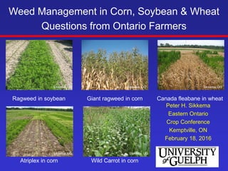 Peter H. Sikkema
Eastern Ontario
Crop Conference
Kemptville, ON
February 18, 2016
Weed Management in Corn, Soybean & Wheat
Questions from Ontario Farmers
Atriplex in corn
Giant ragweed in cornRagweed in soybean
Wild Carrot in corn
Canada fleabane in wheat
Sikkema, UG
Sikkema, UG Sikkema, UG
Sikkema, UGSikkema, UG
 