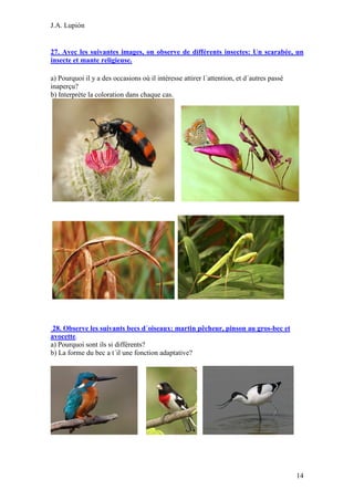 J.A. Lupión

27. Avec les suivantes images, on observe de différents insectes: Un scarabée, un
insecte et mante religieuse.
a) Pourquoi il y a des occasions où il intéresse attirer l´attention, et d´autres passé
inaperçu?
b) Interprète la coloration dans chaque cas.

28. Observe les suivants becs d´oiseaux: martin pêcheur, pinson au gros-bec et
avocette.
a) Pourquoi sont ils si différents?
b) La forme du bec a t´il une fonction adaptative?

14

 