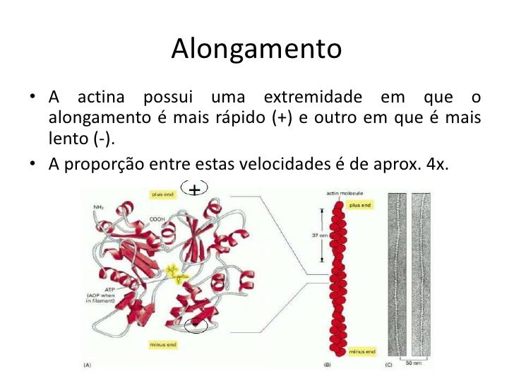 A Substância Fundamental Passível De Polimerização Chama Se Resposta