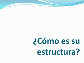 ¿Cómo es su estructura?