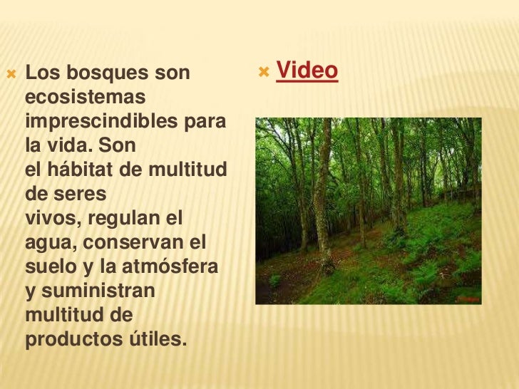 Qué es un bosque