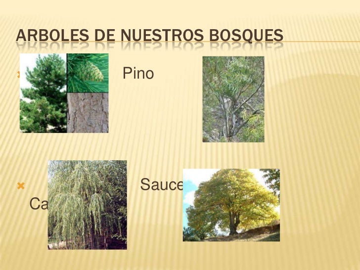 Qué es un bosque