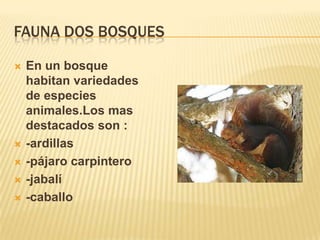 Fauna dos bosquesEn un bosque habitan variedades de especies animales.Los mas destacados son :-ardillas-pájaro carpintero-jabalí-caballo