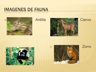 Imagenes de fauna                           Ardilla                             MonoCiervo                            Zorro
