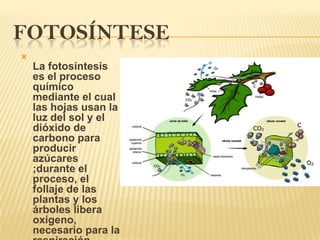 FotosínteseLa fotosíntesis es el proceso químico mediante el cual las hojas usan la luz del sol y el dióxido de carbono para producir azúcares ;durante el proceso, el follaje de las plantas y los árboles libera oxígeno, necesario para la respiración.