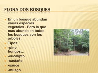 Flora dos bosquesEn un bosque abundan varias especies vegetales . Pero la que mas abunda en todos los bosques son los arboles.Tipos:-pino                -hongos…-eucalipto-castaño-sauce-musgo