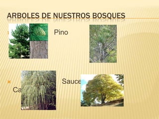 Arboles de nuestros bosques                     Pino                               Eucalipto                         Sauce                             Castaño
