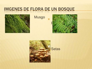 Imgenes de flora de un bosque                           Musgo  FentosSetas