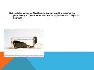Nativo de las costas de Florida, esta especie murió a causa de los
pesticidas y porque la NASA los capturaba para el Centro Espacial
Kennedy.
 
