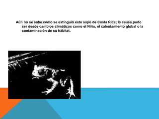 Aún no se sabe cómo se extinguió este sapo de Costa Rica; la causa pudo
ser desde cambios climáticos como el Niño, el calentamiento global o la
contaminación de su hábitat.
 