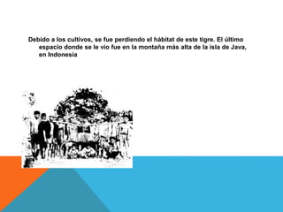 Debido a los cultivos, se fue perdiendo el hábitat de este tigre. El último
espacio donde se le vio fue en la montaña más alta de la isla de Java,
en Indonesia
 