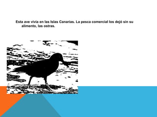 Esta ave vivía en las Islas Canarias. La pesca comercial los dejó sin su
alimento, las ostras.
 